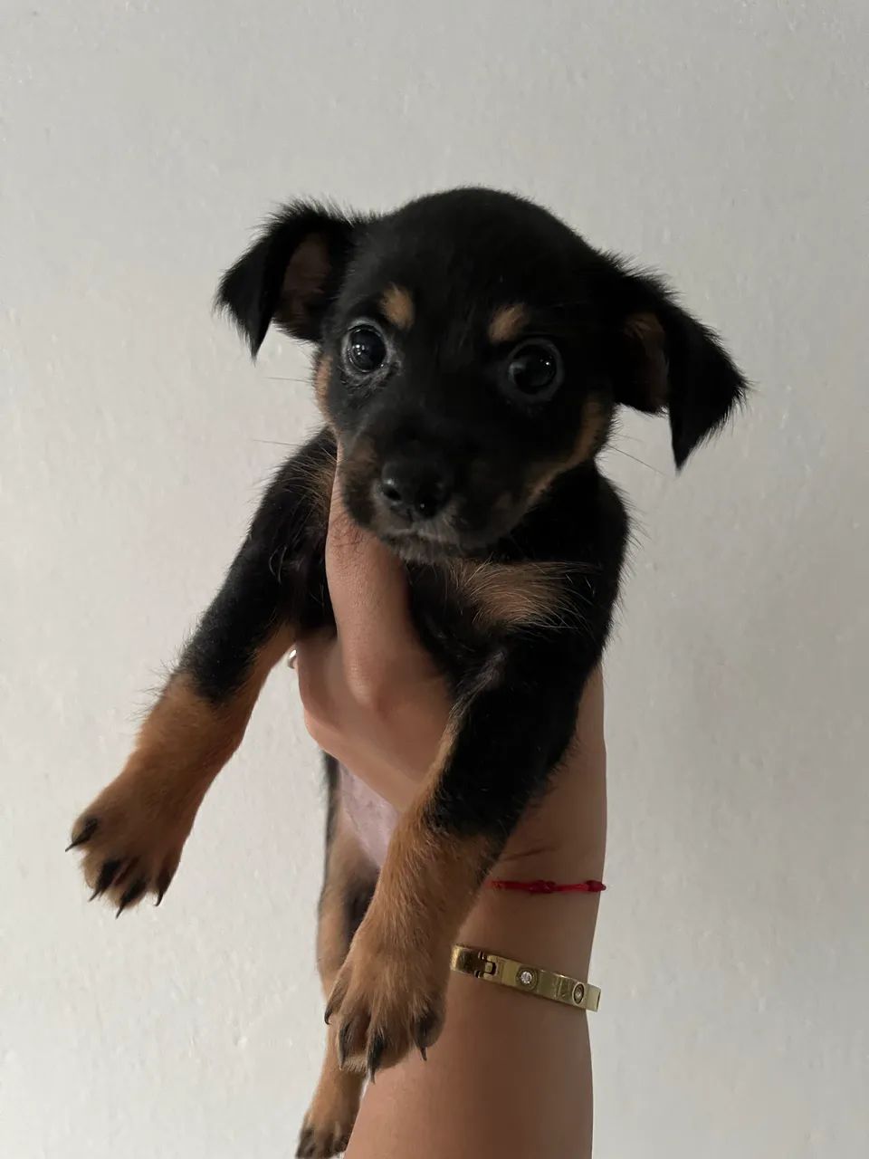 Filhote de pinscher 