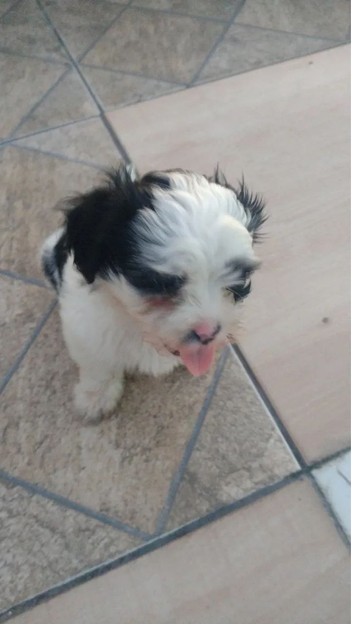 Muito bom  - Foto 5