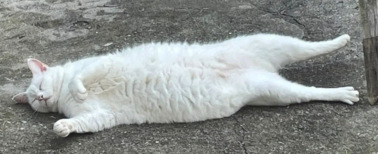 Doação de gato branco  - Foto 3