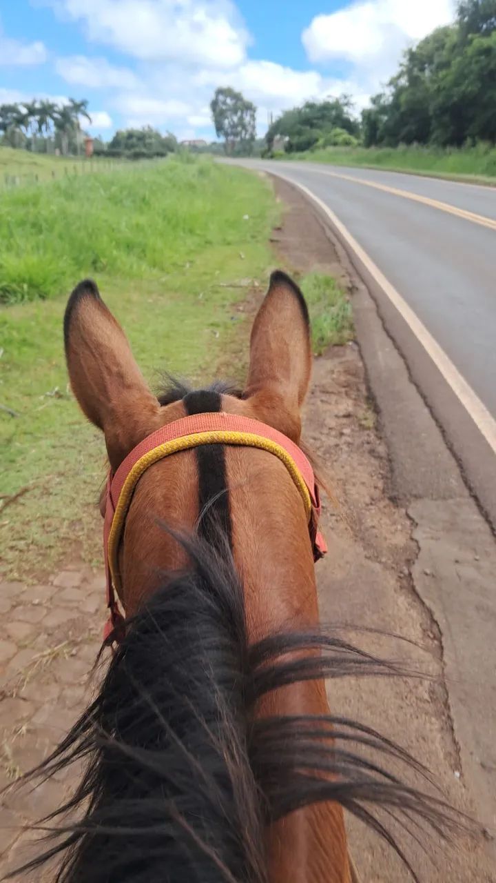 Vende-se egua 3 anos mansa anda ate mo pelo andadeira 