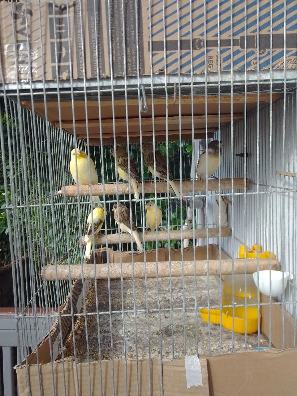 Deste ano viveiro fechado tatal 07. - Foto 2