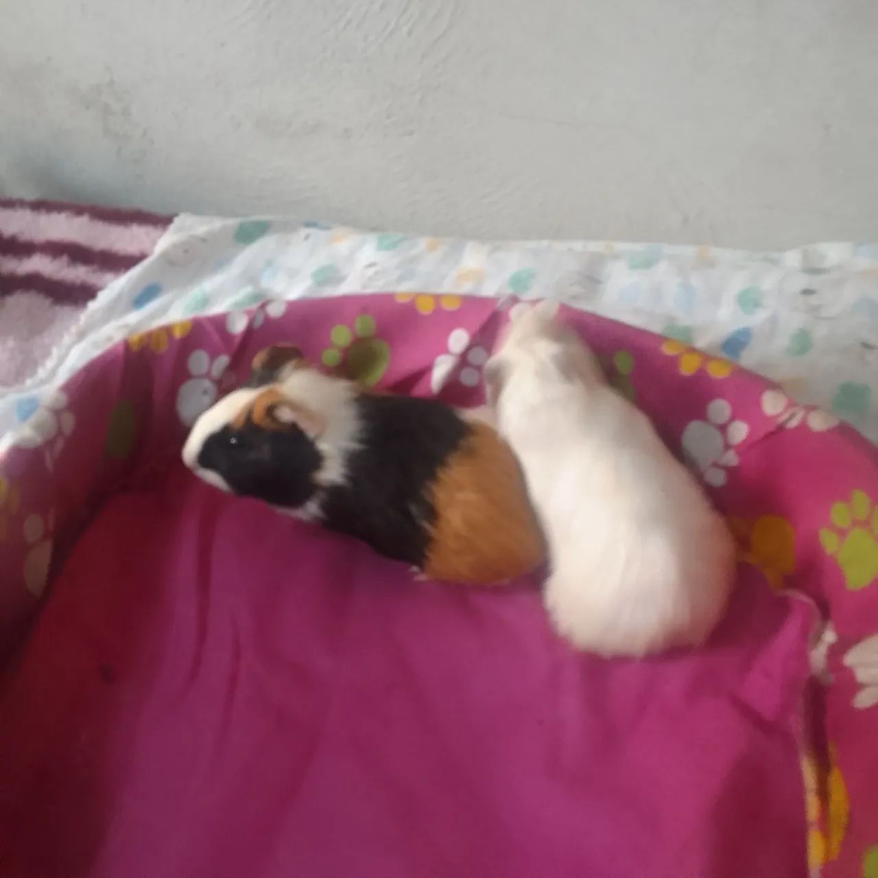 Filhotes  de  porquinhos  da india já estão  com  um  mês de vida 20  rs cada - Foto 2