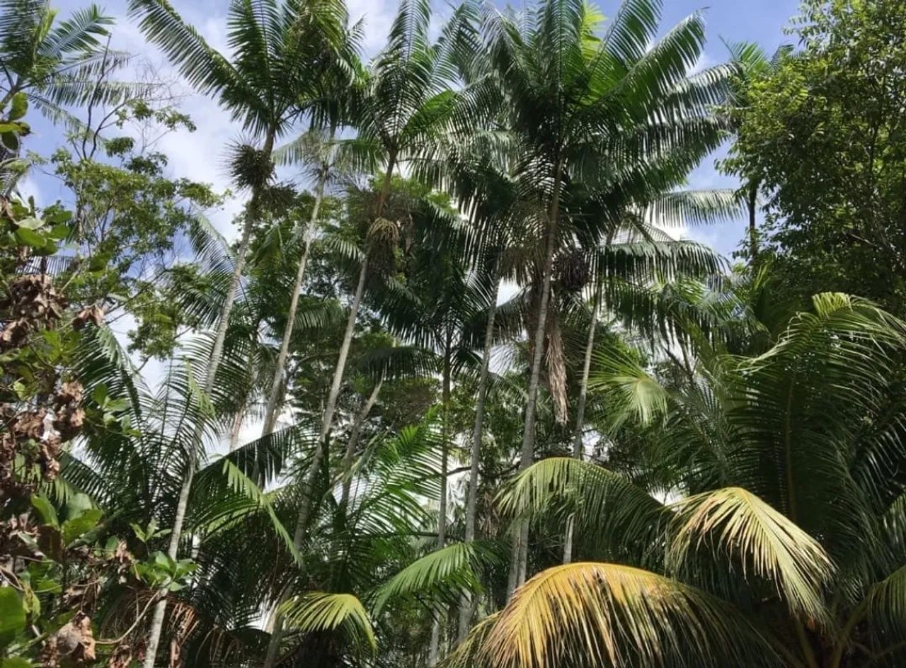 Igarapé com água gelada  - Foto 2