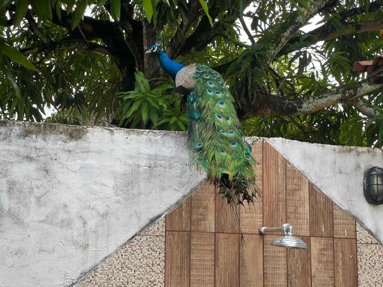 ASA NO BAIRRO SUÍSSA / AV. EXPLOSÃO [57568] - Foto 4