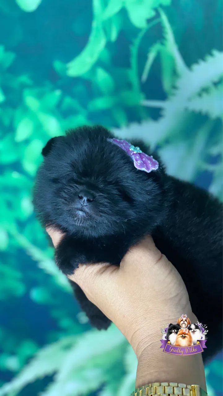 Spitz Alemão | Com Pedigree  - Foto 4