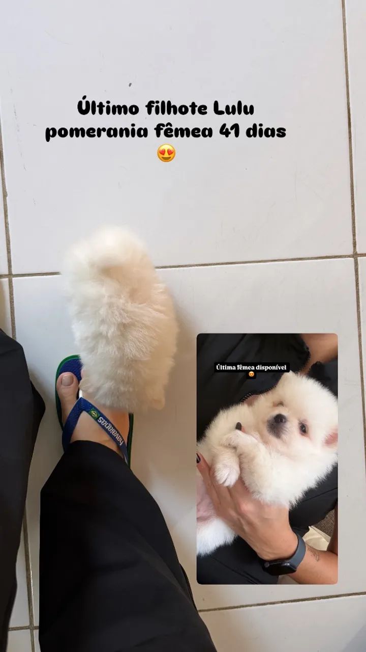 Cachorro  - Foto 2