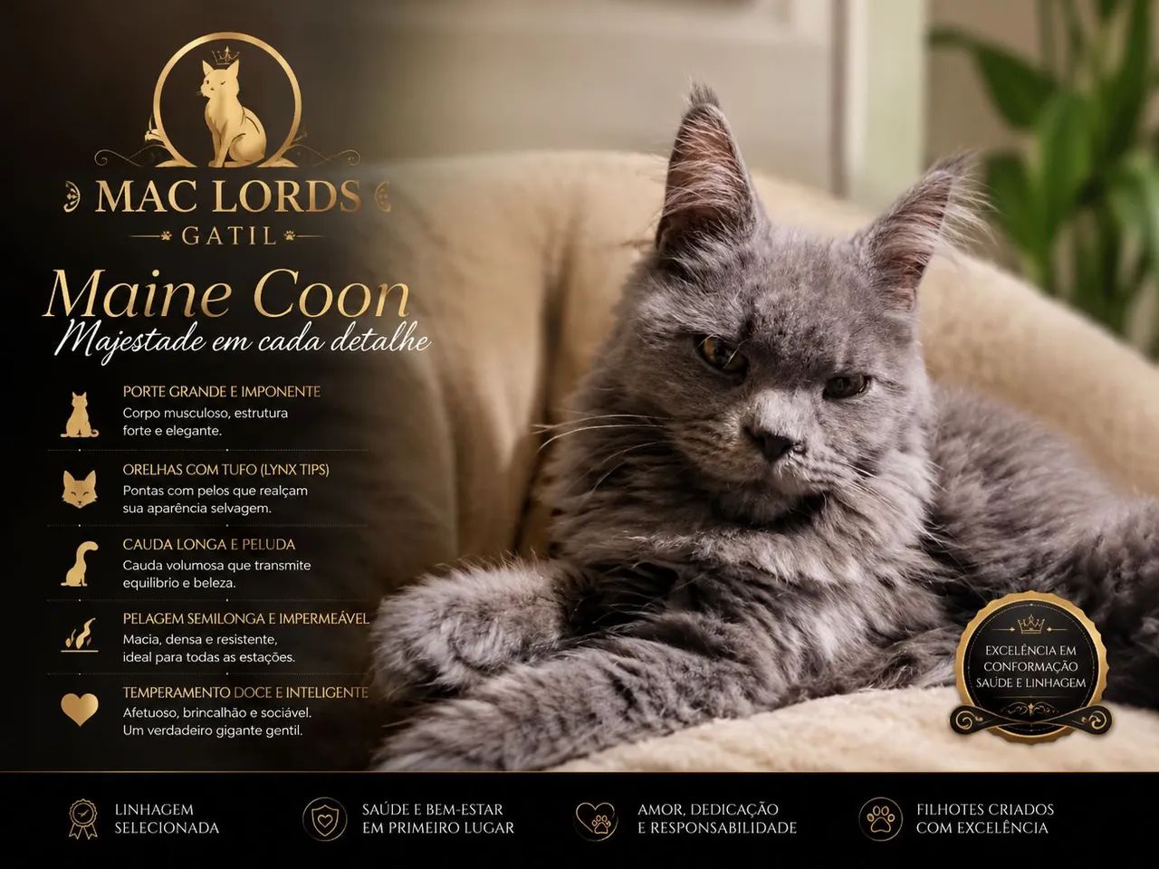 Maine Coon Blue
