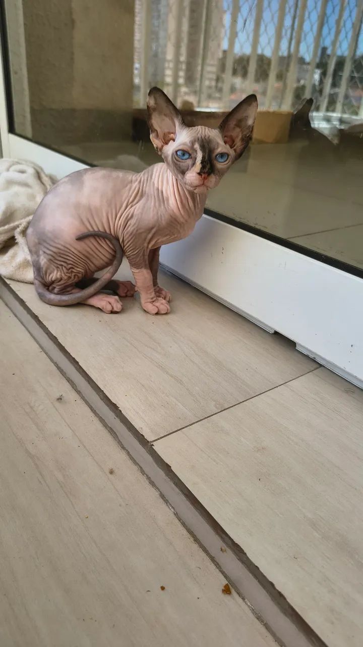 Baixou ! Lindos filhotes de gatinhos sphynx - disponíveis para entrega! - Foto 4