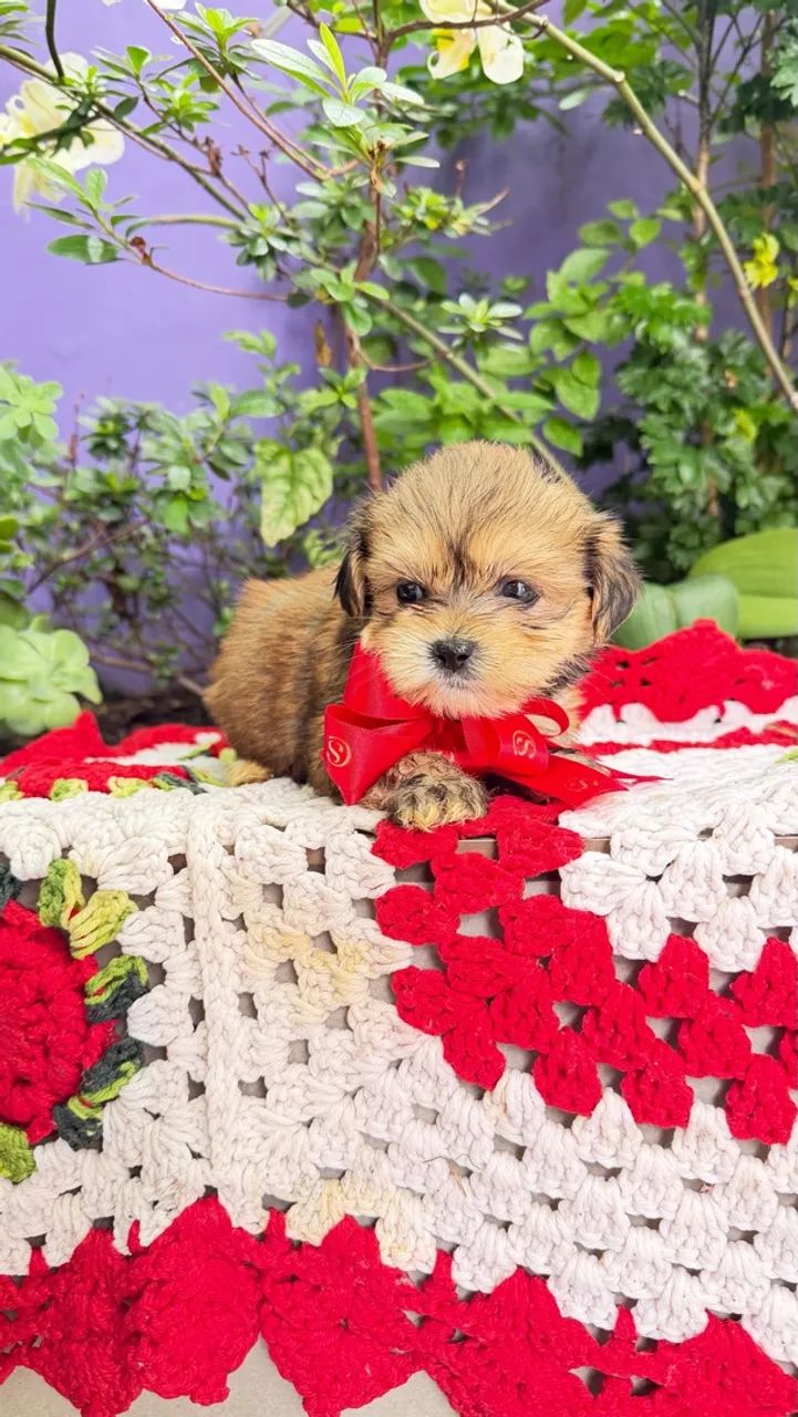 Shihtzu com lhasa apsu - Foto 4