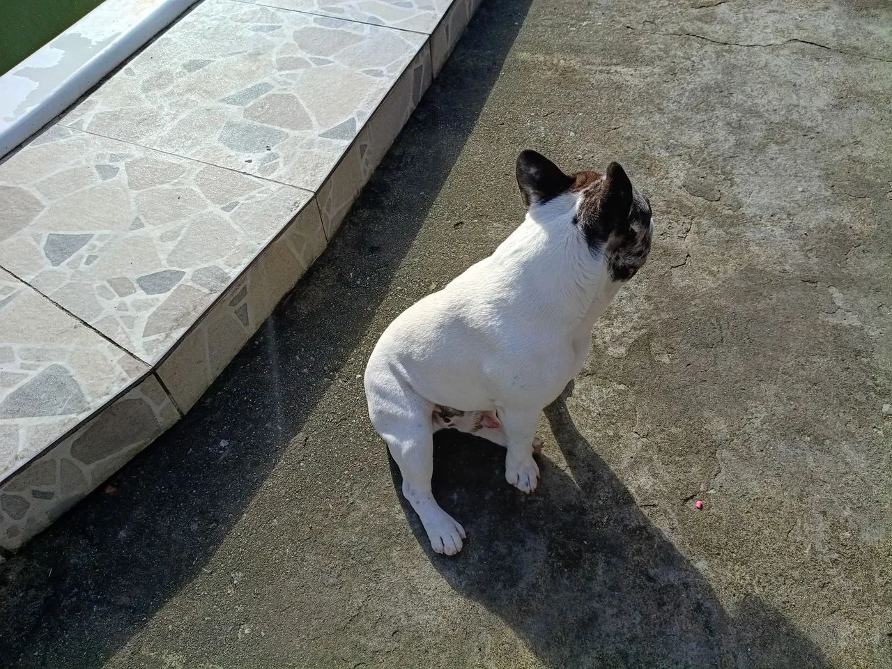 Buudog francês  - Foto 4
