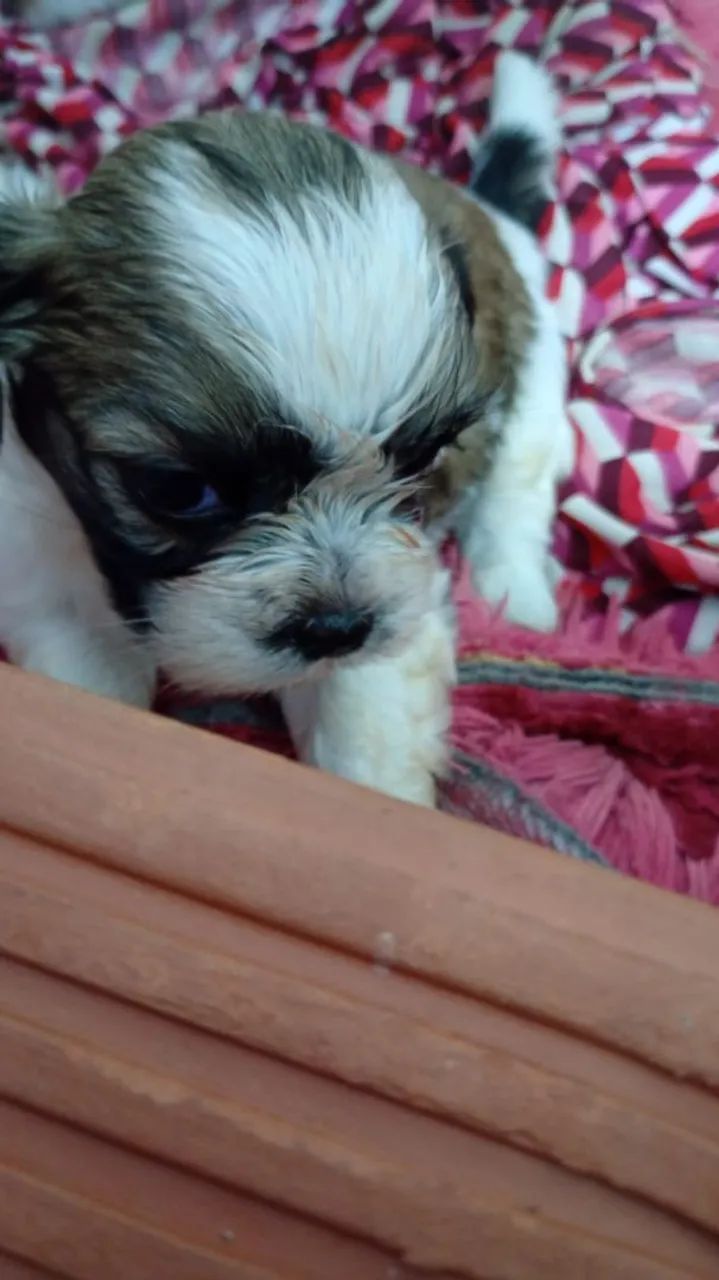 Cachorro shih tzu - Foto 5