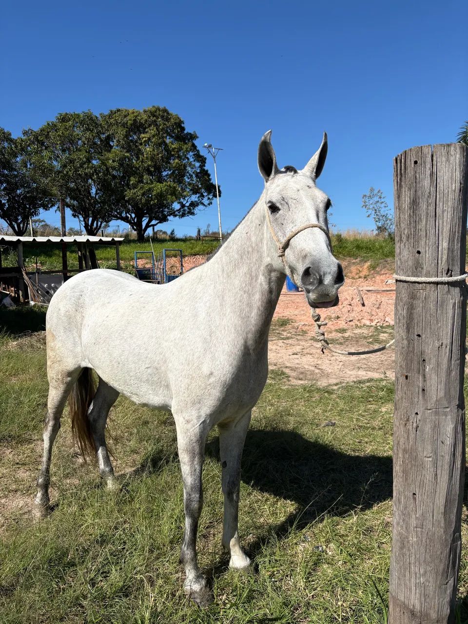 Égua mineira  - Foto 4