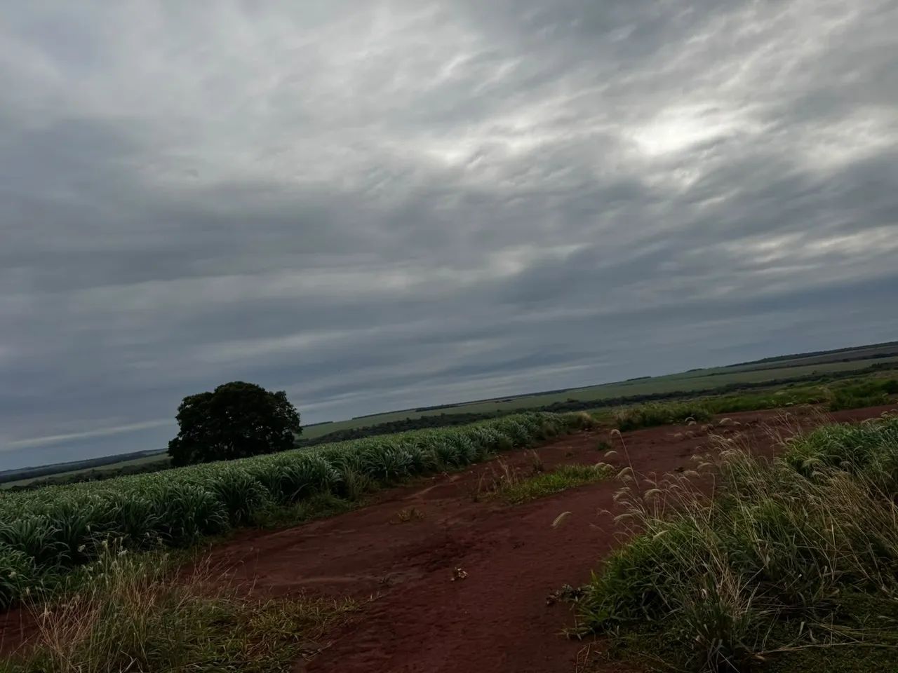 Fazenda de arrendamento Soja, 670 hec em nova alvorada MS. - Foto 3