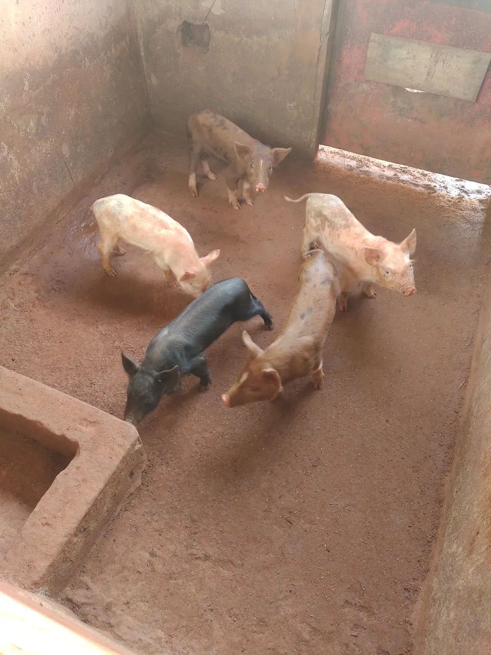 Leitão vendo  - Foto 2