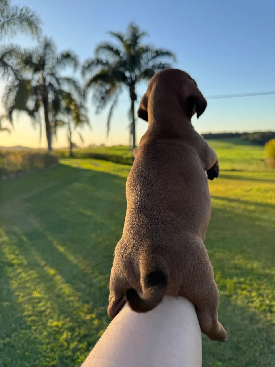 Dachshund  - Foto 4