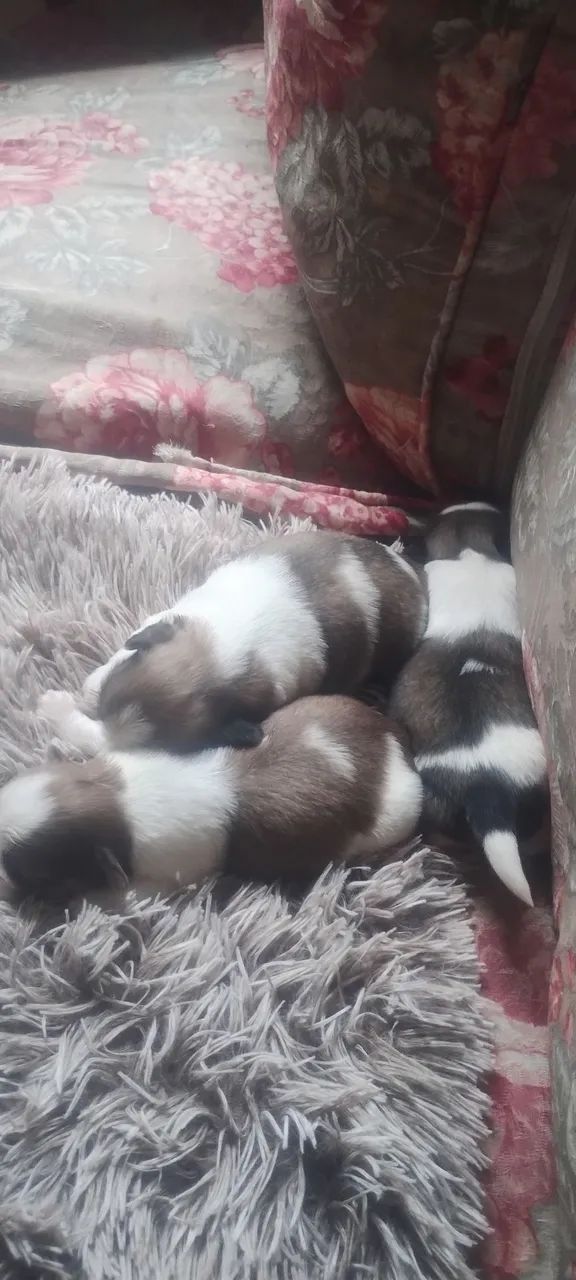 Shih tzu - Foto 3