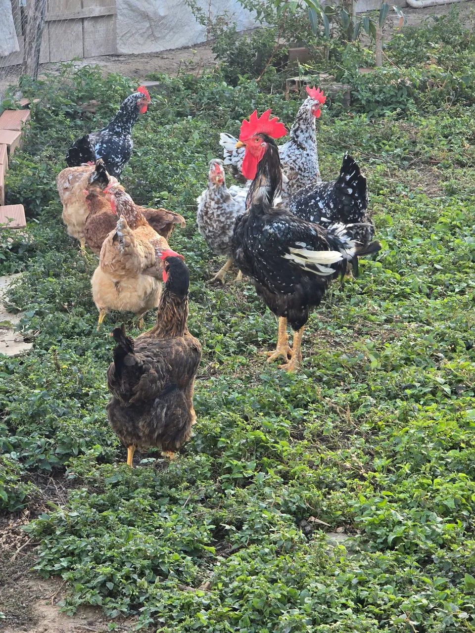 Ovos e pintinhos GSB disponivel 