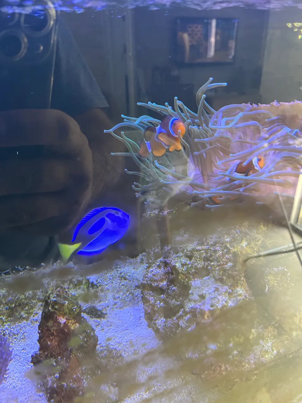 Aquário completo  - Foto 2