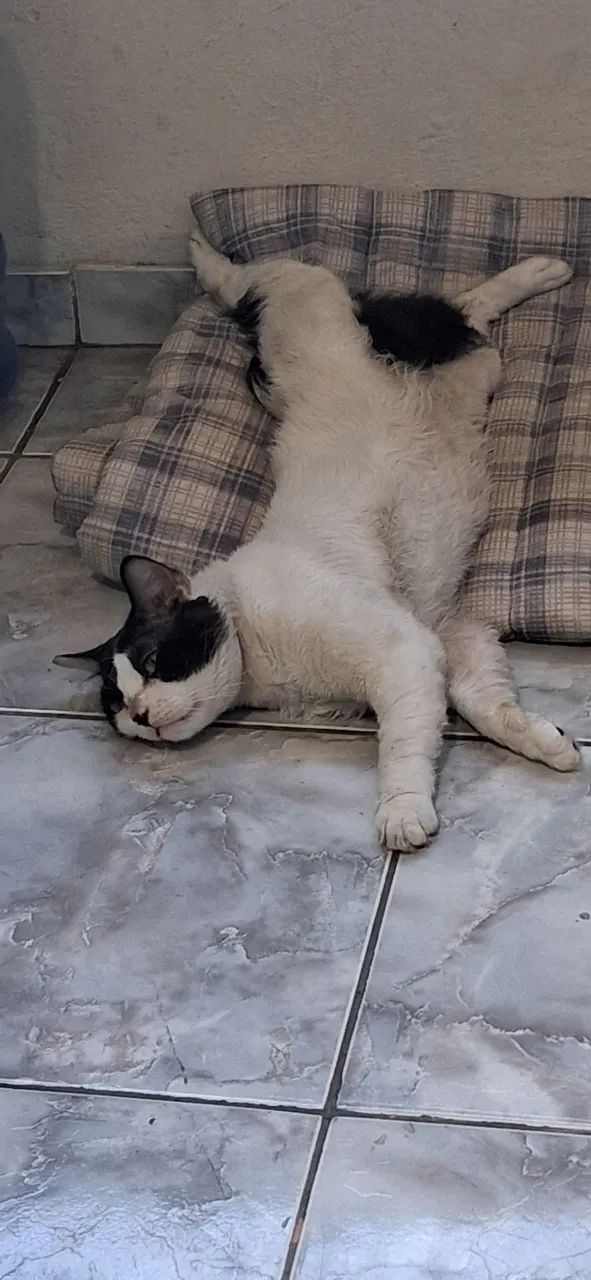 Adoção responsável - Foto 2