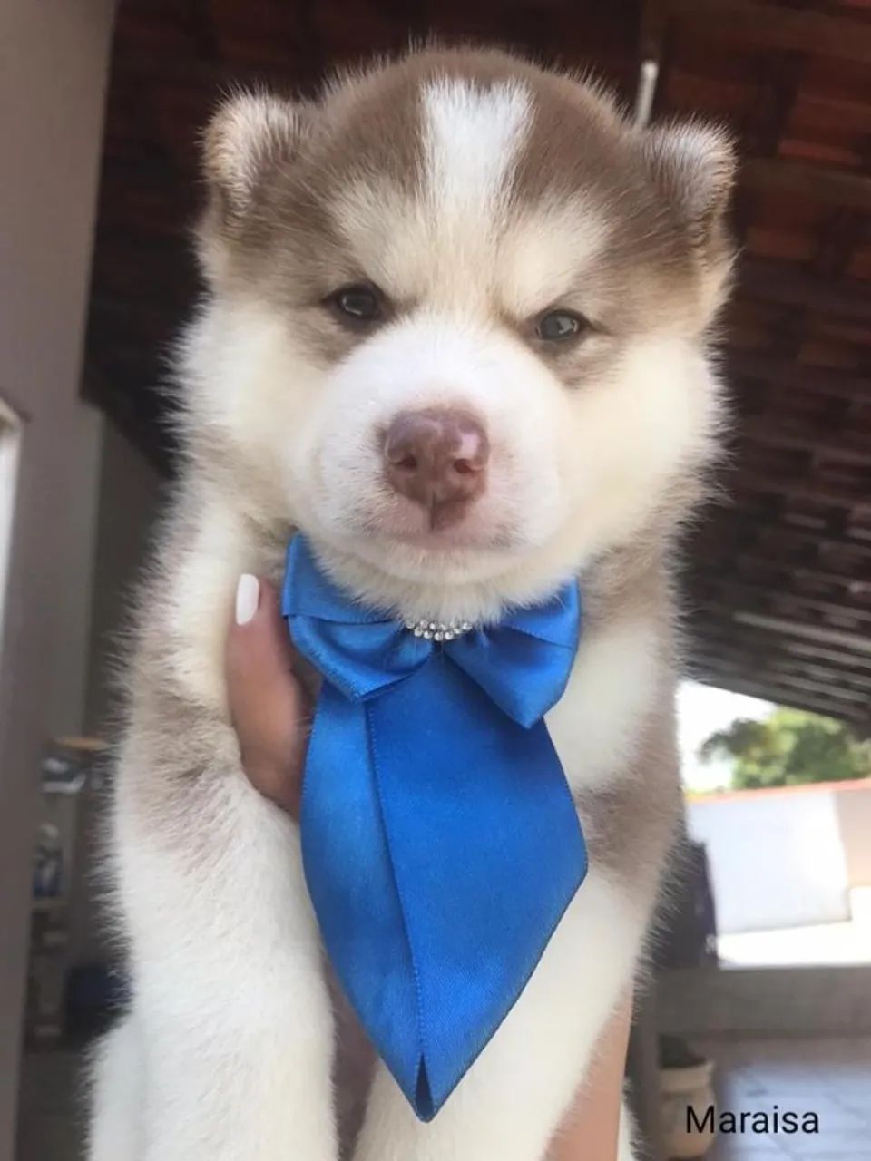Husky siberiano olhos incriveis 