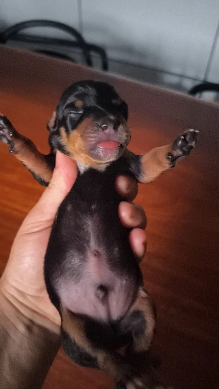 Filhote de dachshund puro - Foto 2