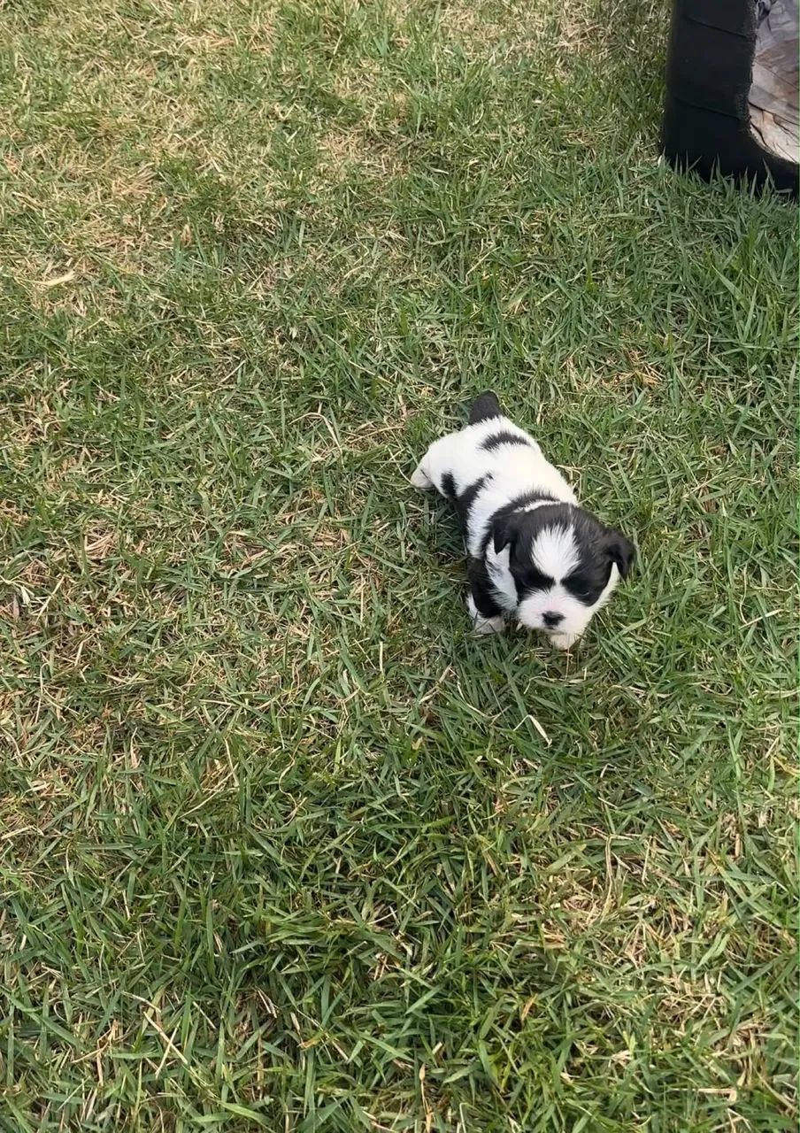 Shih-tzu