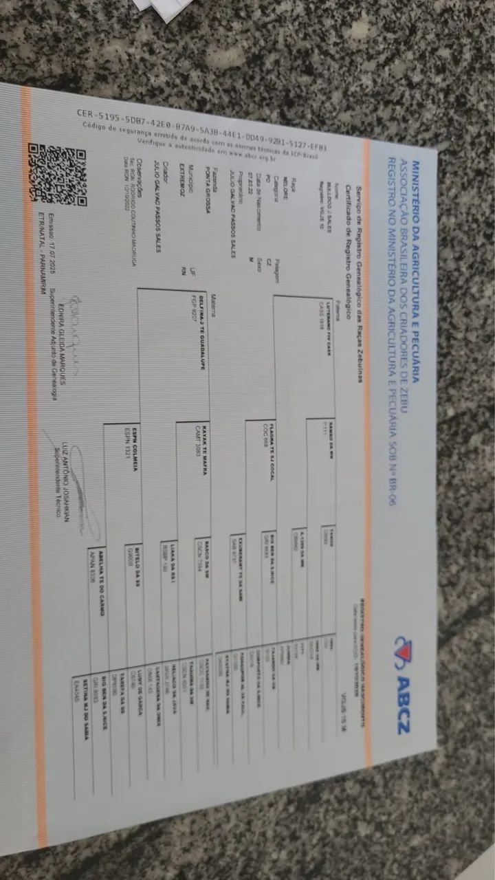 Boi de raça NELORE - Foto 2