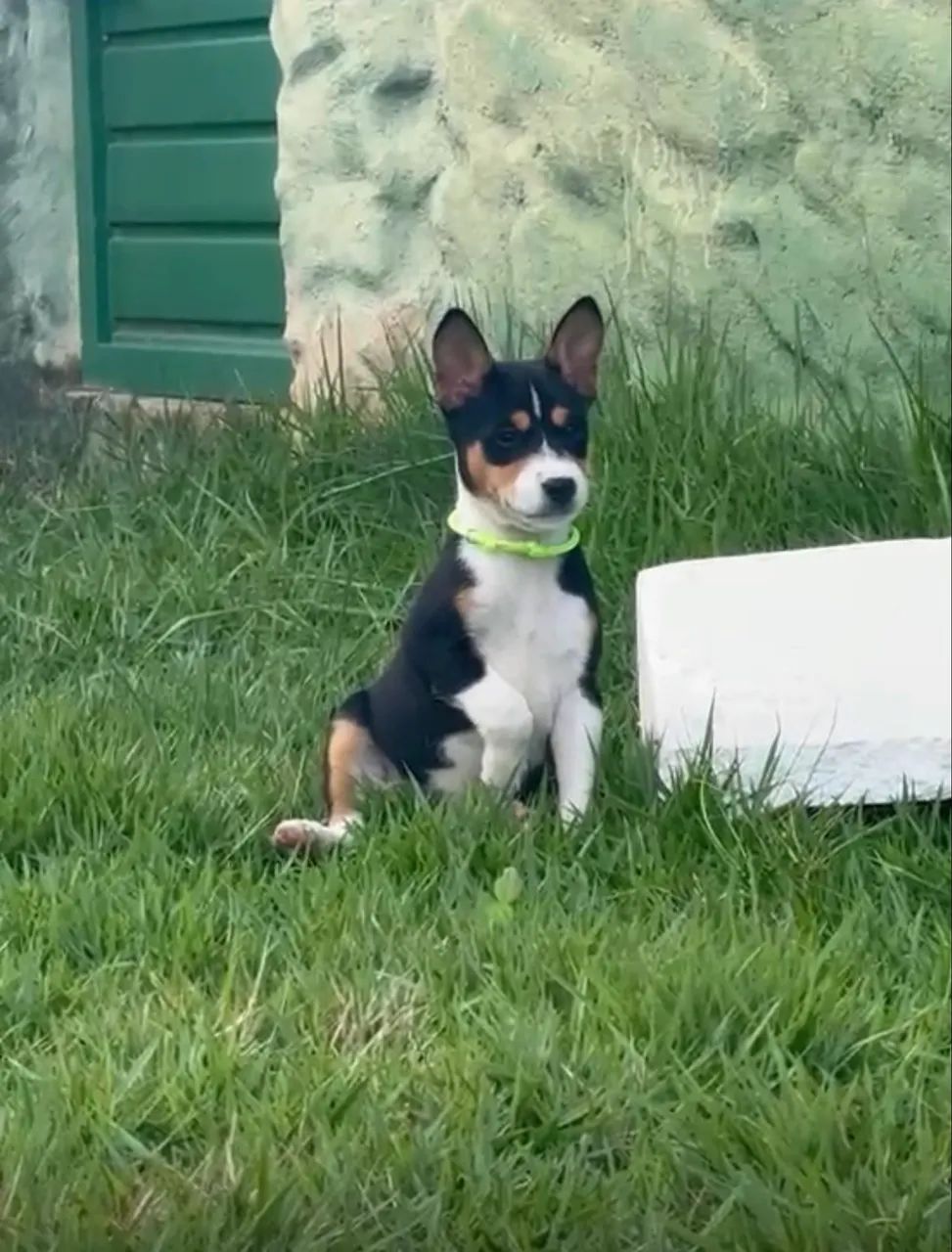Basenji  - Foto 3