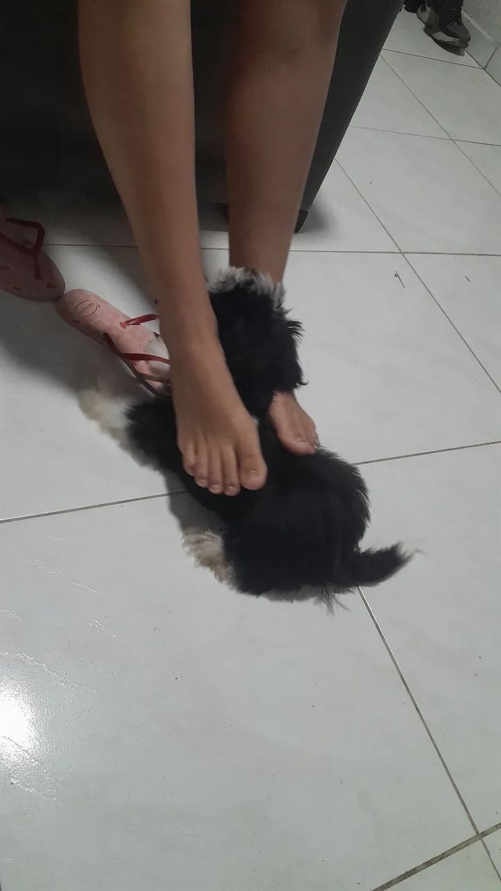 Shihtzu  - Foto 3