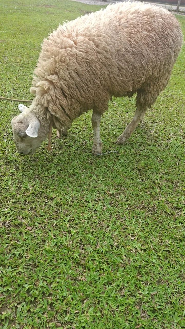 Cordeiro