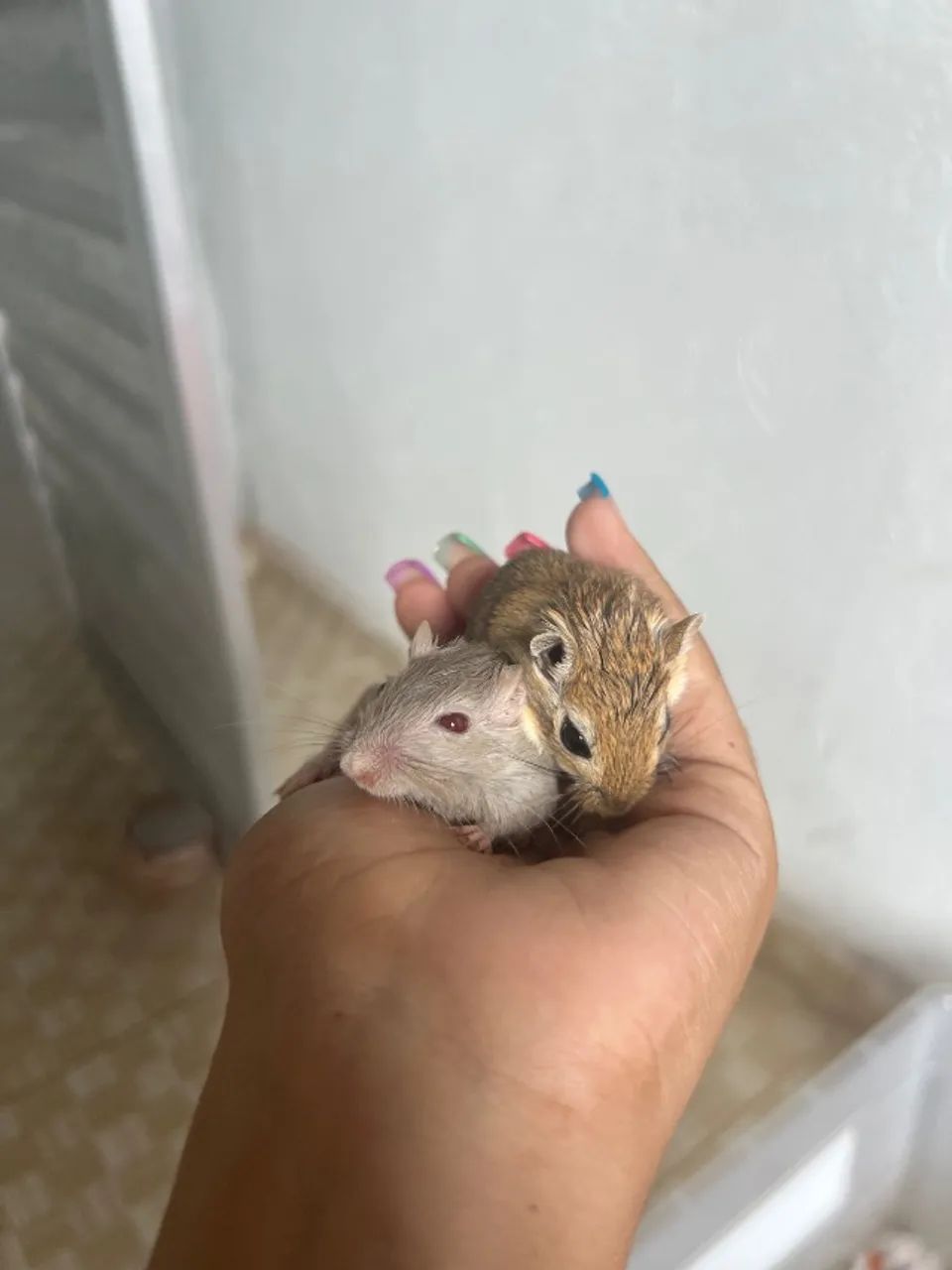 Promoção 2 Gerbil + mix de semente 