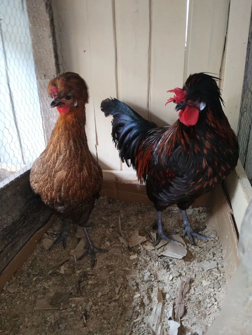 Casal de polonês 