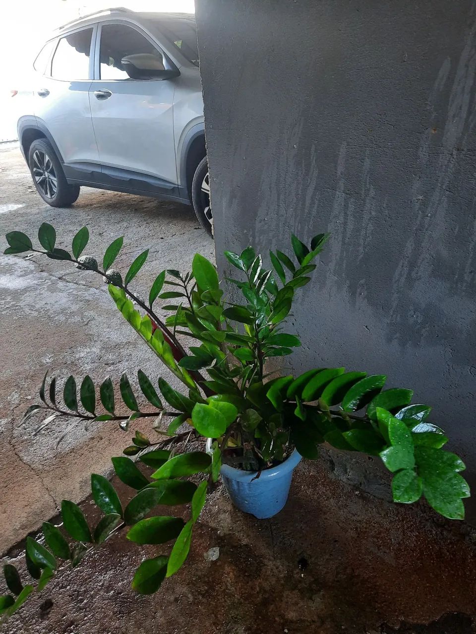 Lindas plantas  variadas 