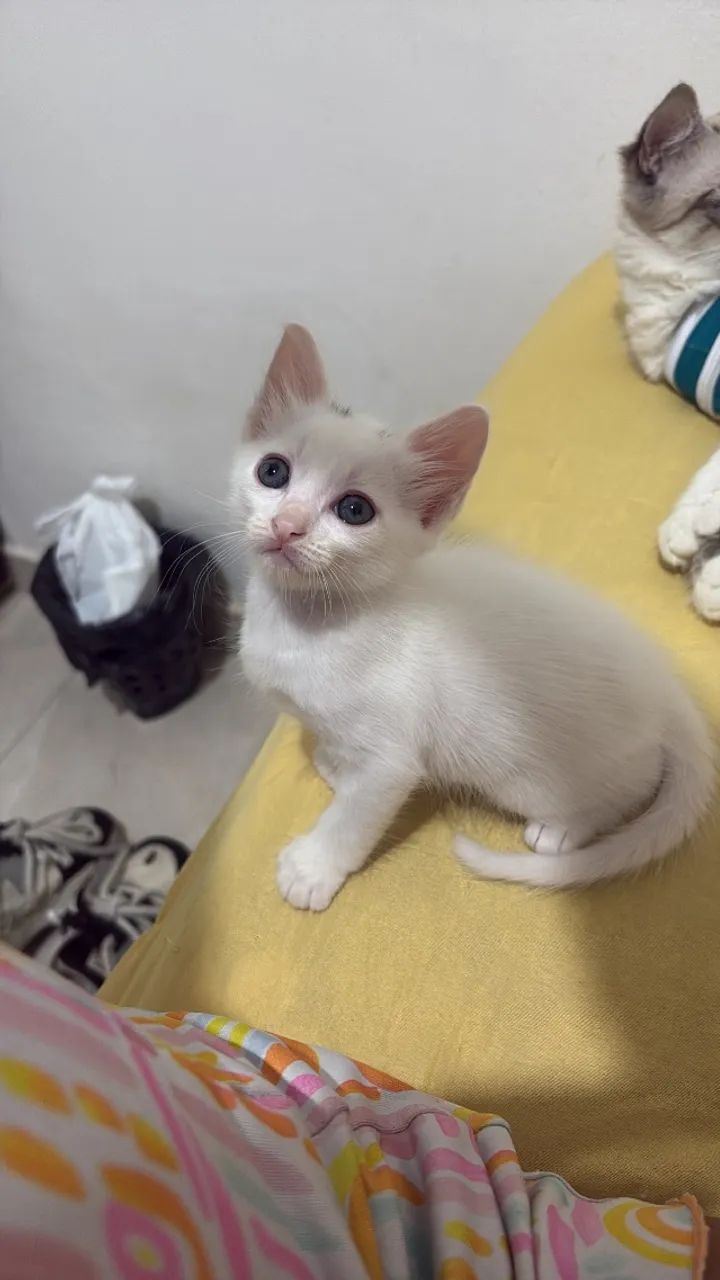Gato doação  - Foto 2