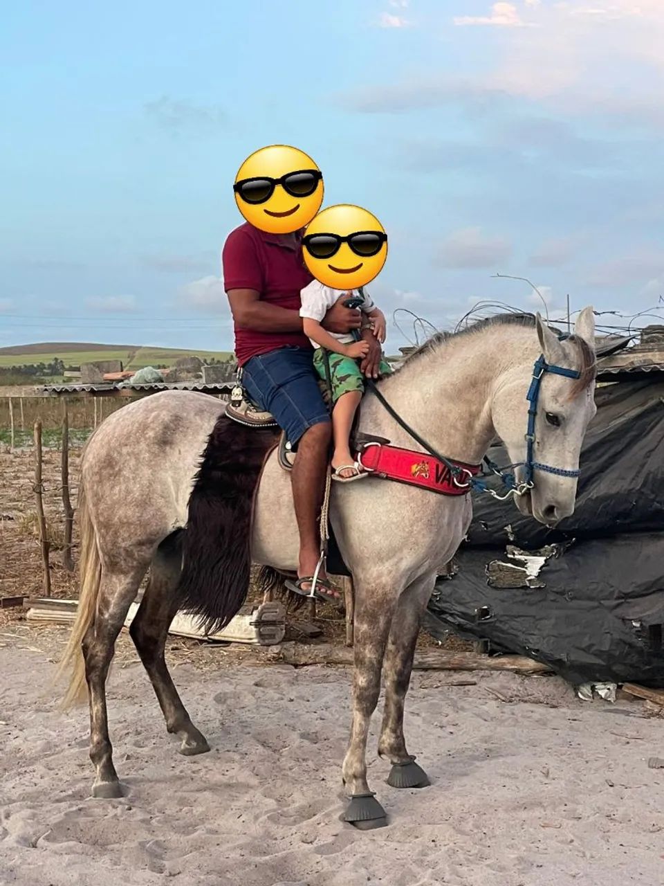 Cavalo Manga Larga com Quarto de Milha - Foto 3