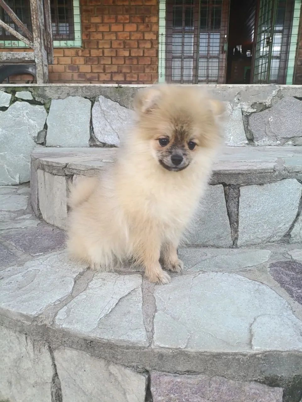 Spitz Alemão anão macho disponíveis - Foto 4