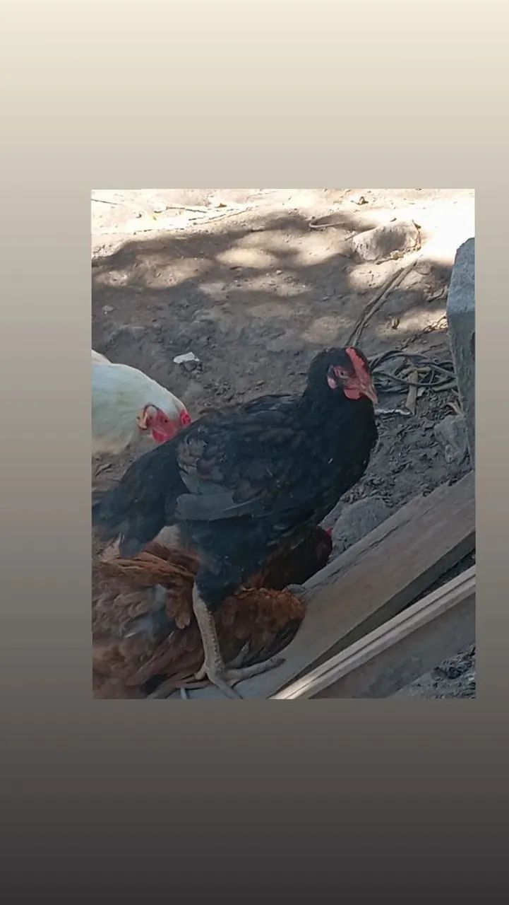 Frango  - Foto 3