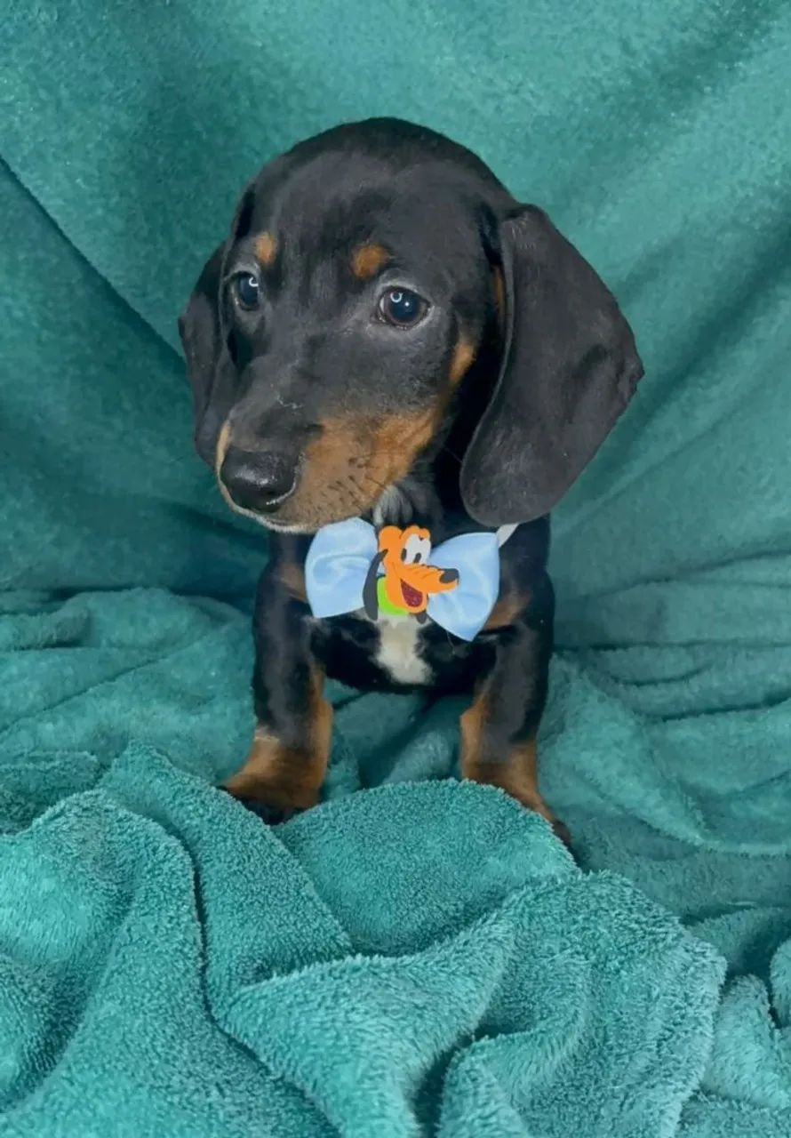 Dachshund  Macho 