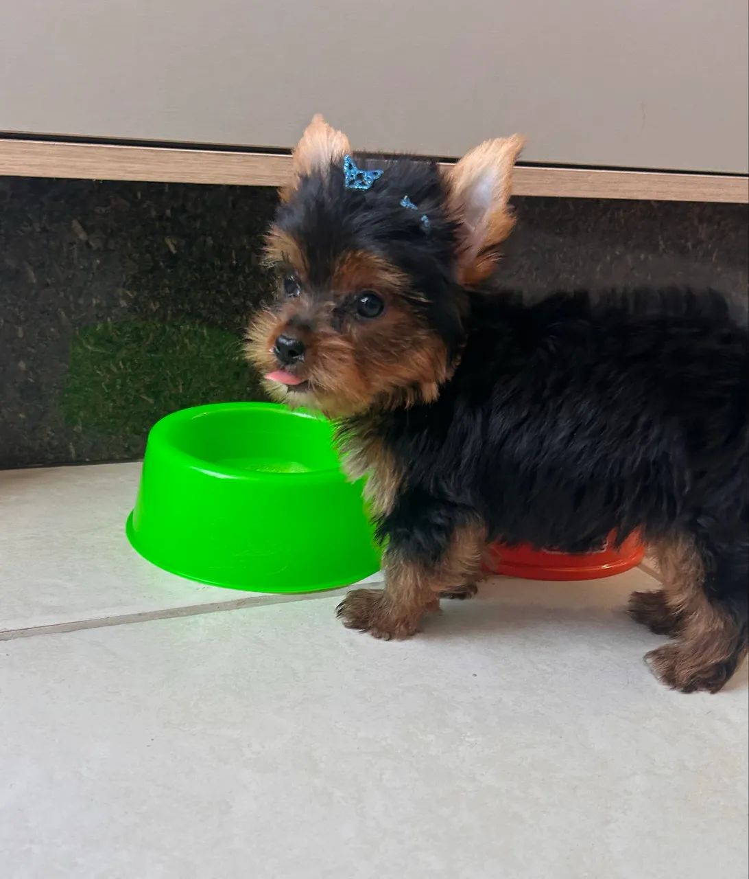 Yorkshire Terrier - macho - Foto 2