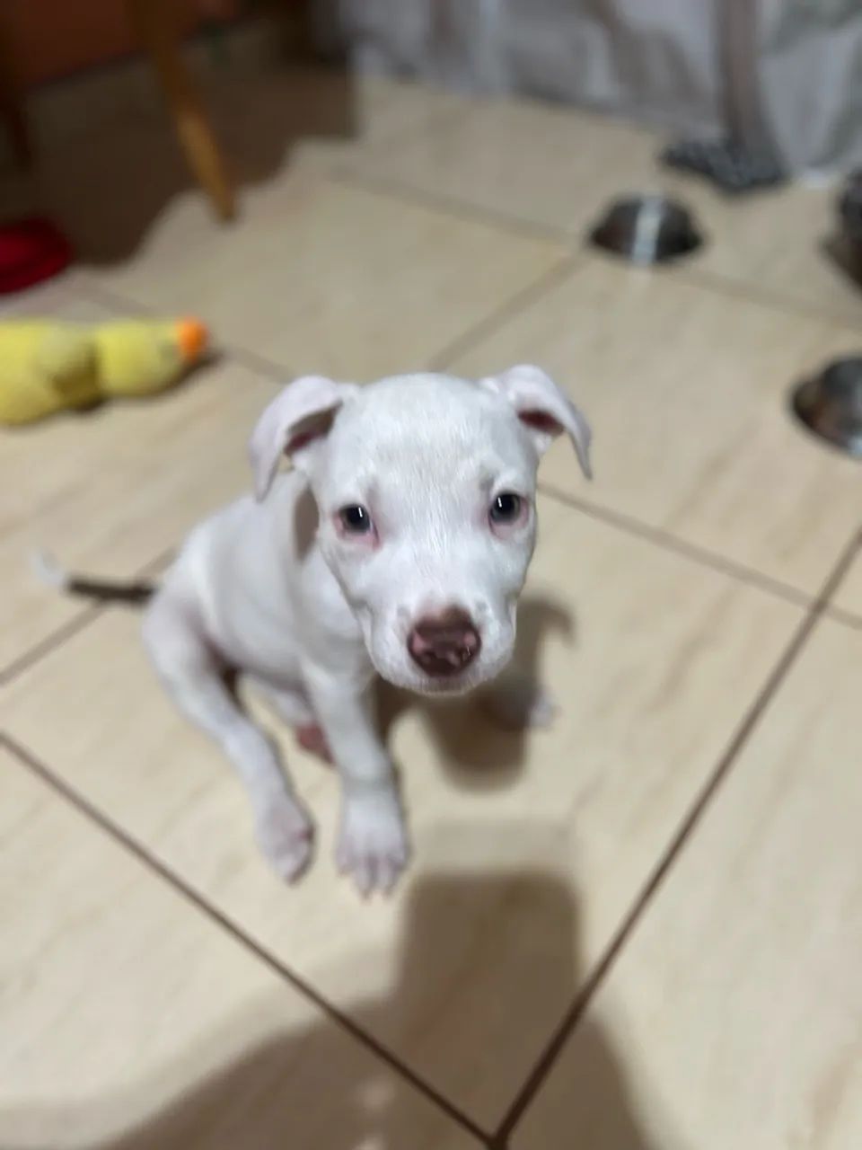 Cachorro  - Foto 2