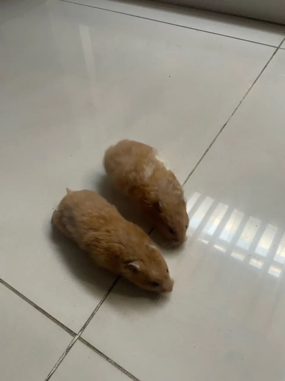Hamster - Foto 2