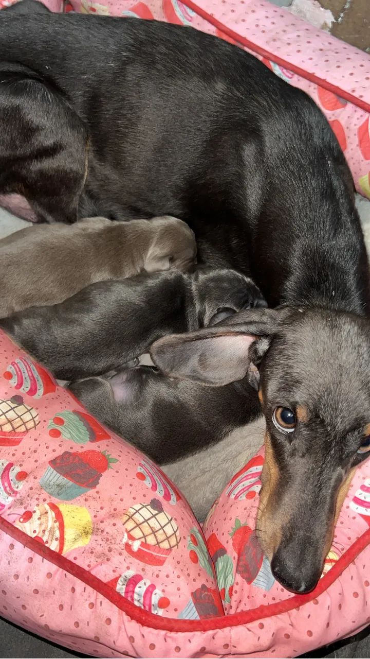 Filhotes Daschund ( Basset/Teckel ) FÊMEAS  - Foto 6