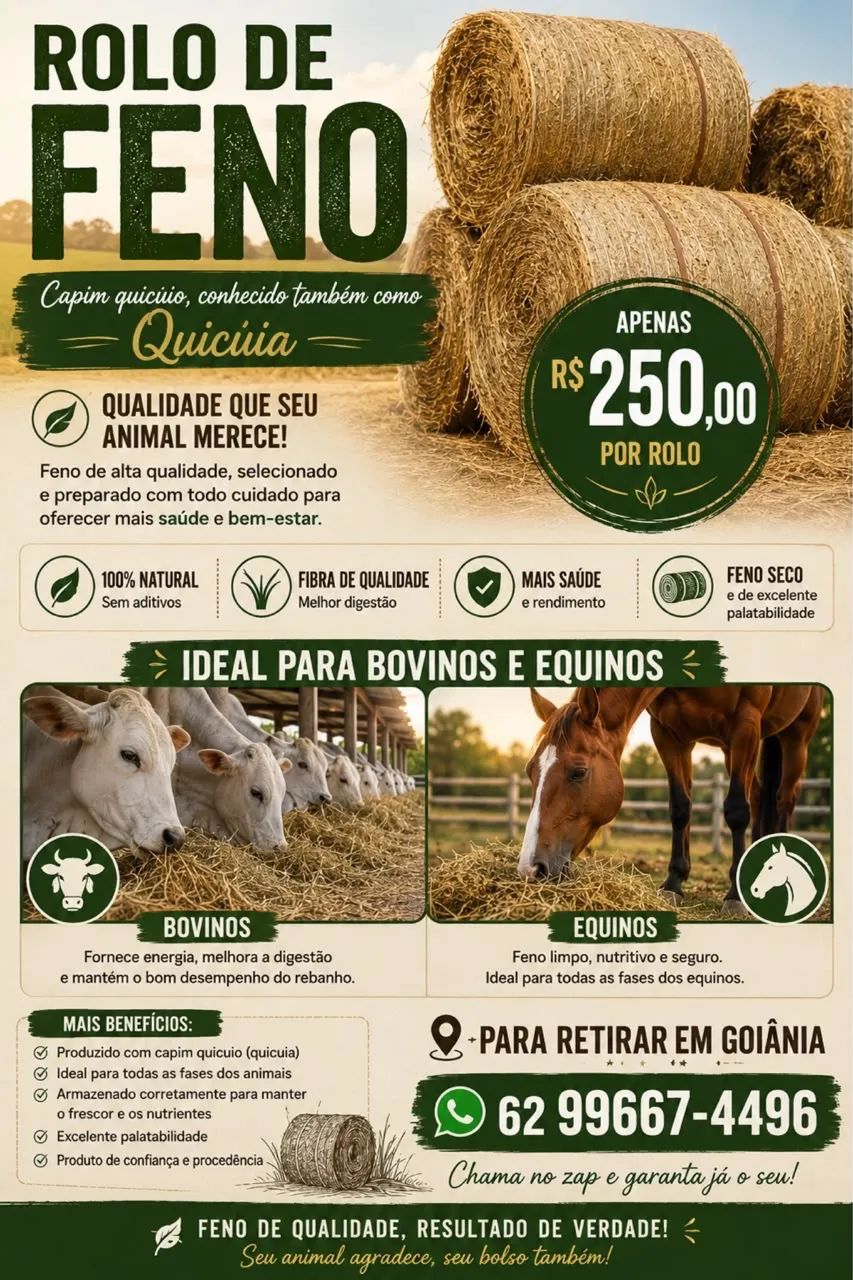 Feno capim jujuba - Foto 3
