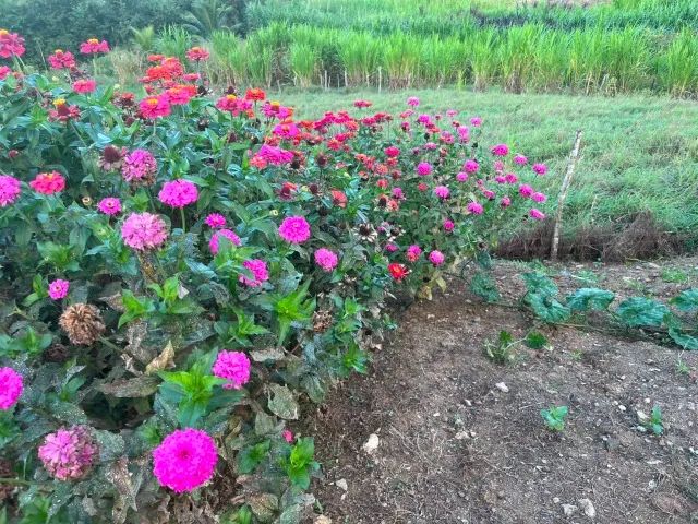 SÍTIO À VENDA DE MEIO HECTARE À 2 KM DO CENTRO DE PASSIRA- PE  - Foto 5