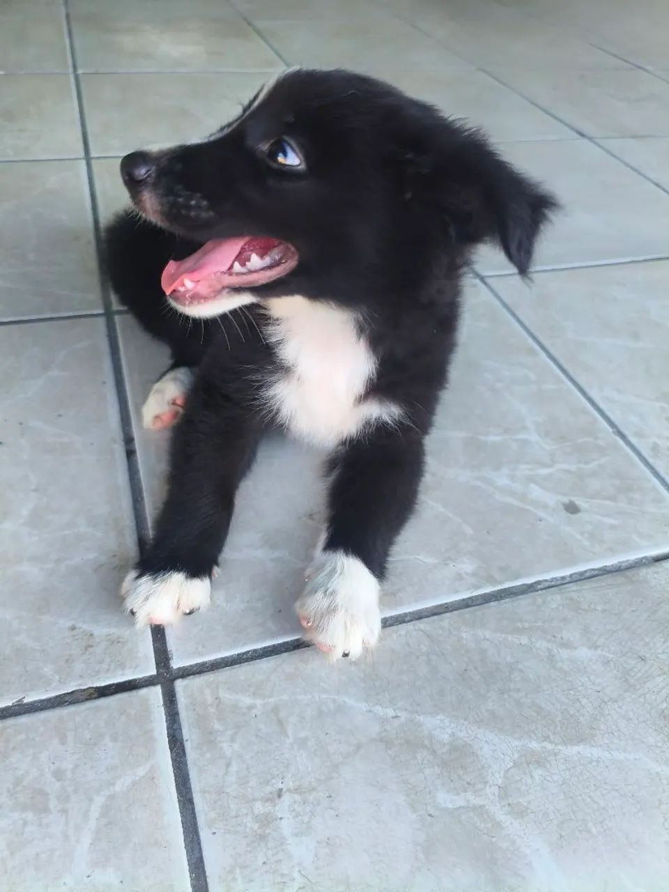 Filhote de border collie  - Foto 2