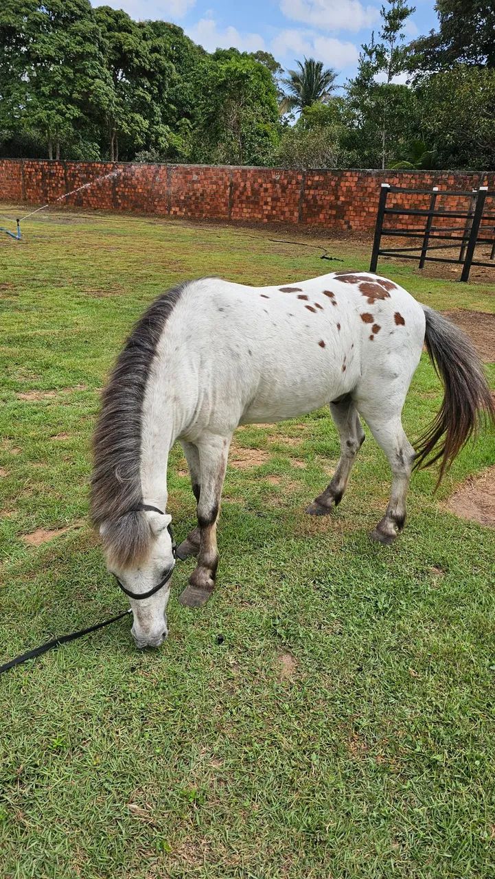 PÔNEY APPALOOSA À VENDA - PIPOCA - SÃO LUIS - SÃO JOSÉ DE RIBAMAR - MA - Foto 3