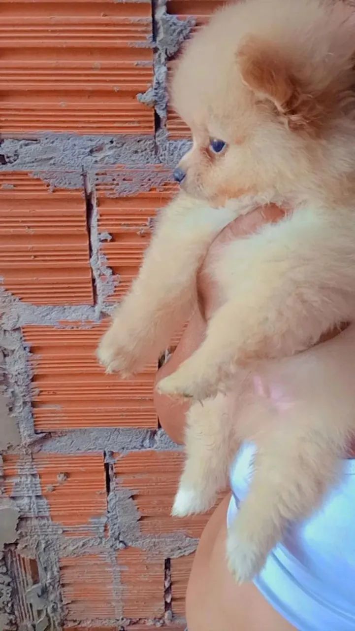 Lulu Pomerânia  - Foto 5