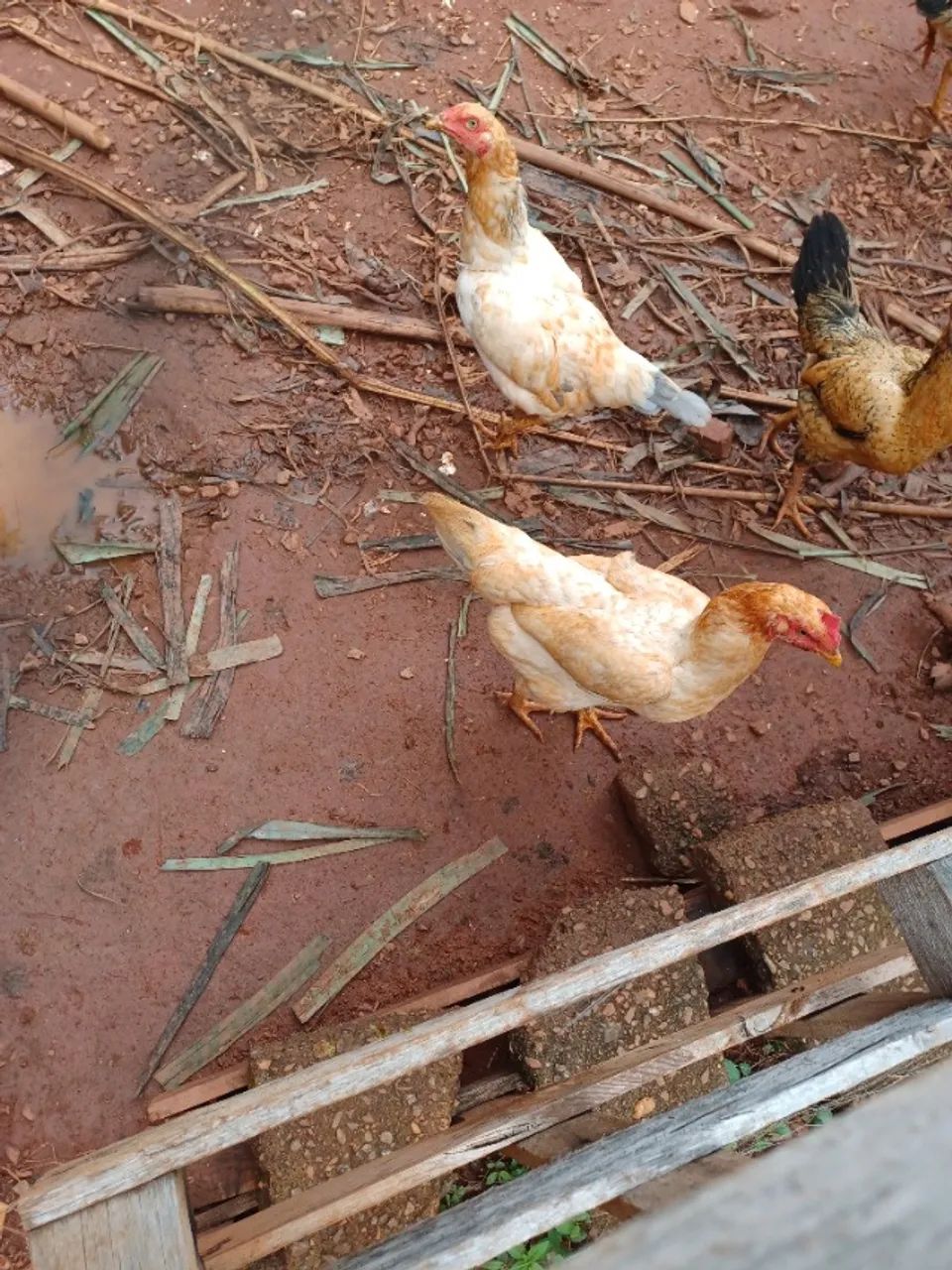 Galinha caipira viva