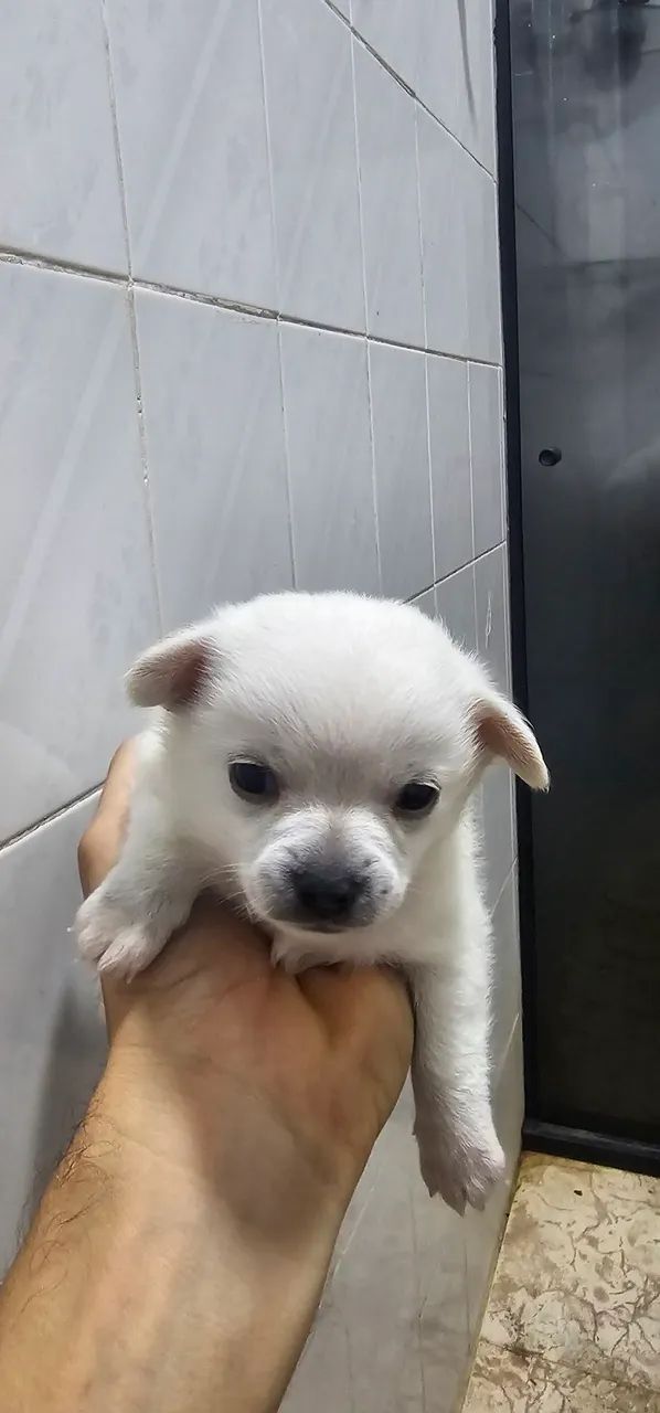 Spitz com chiuaua - Foto 4