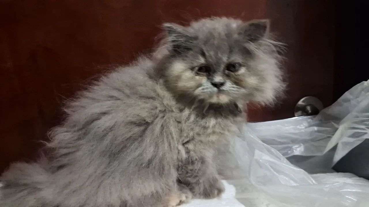 Gato da Raça persa - Foto 2
